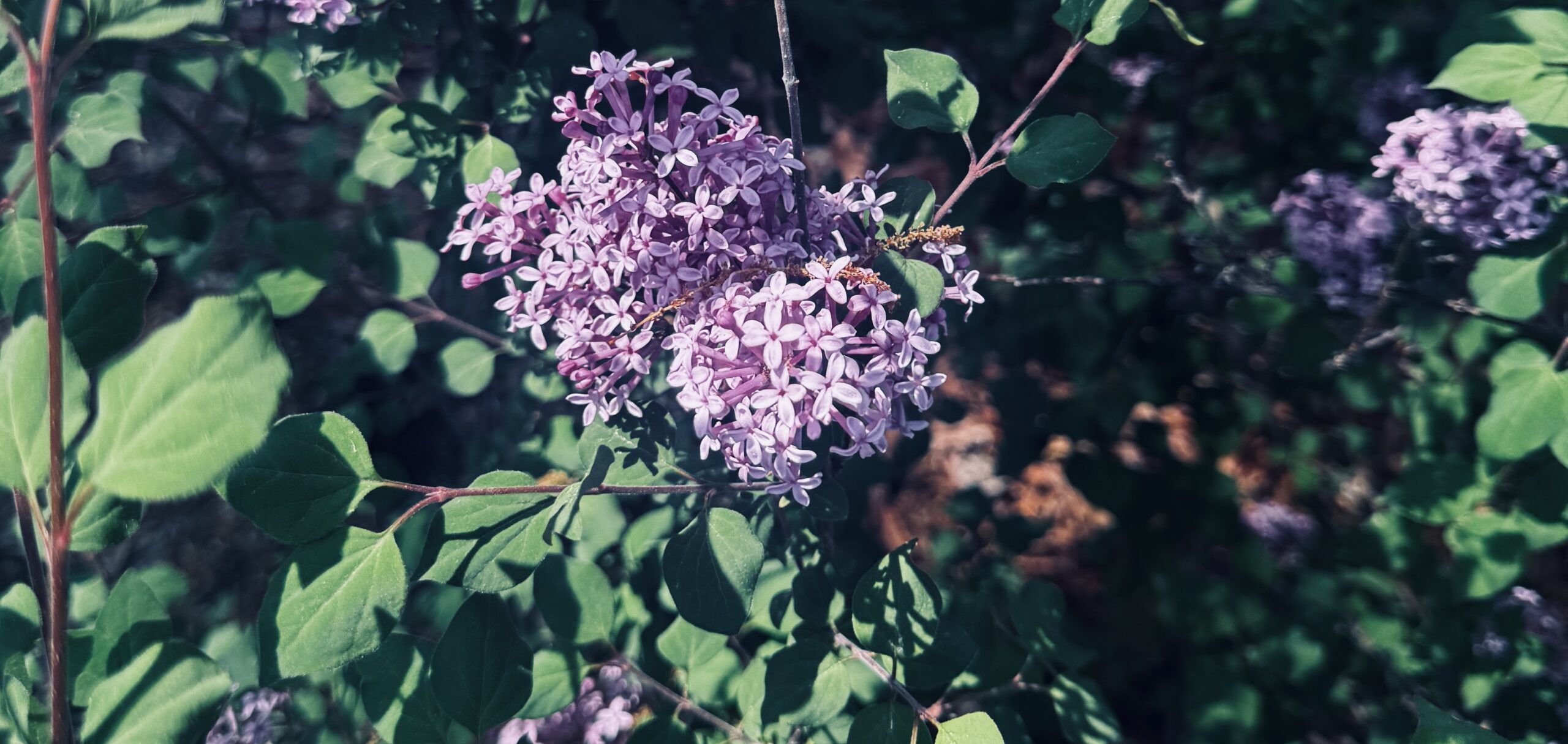 Foiled by Fragrance: A story of stillness, stench, & small victories